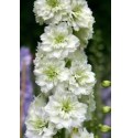 ΔΕΛΦΙΝΙΟΥΜ (ψευτοδελφ.)  ΛΕΥΚΟ  DELPHINIUM  VOLKENFRIEDEN WHITE